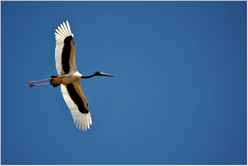 Jabiru d'Asie femelle adulte