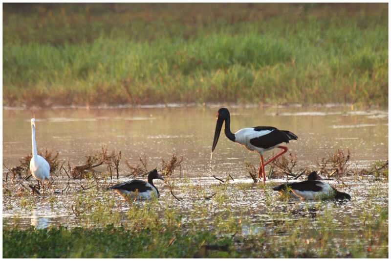 Jabiru d'Asieadulte