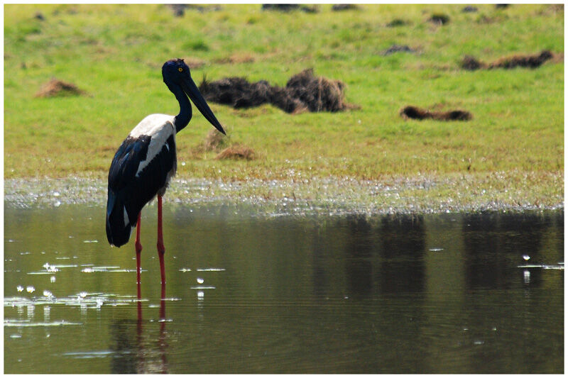 Black-necked Stork female adult