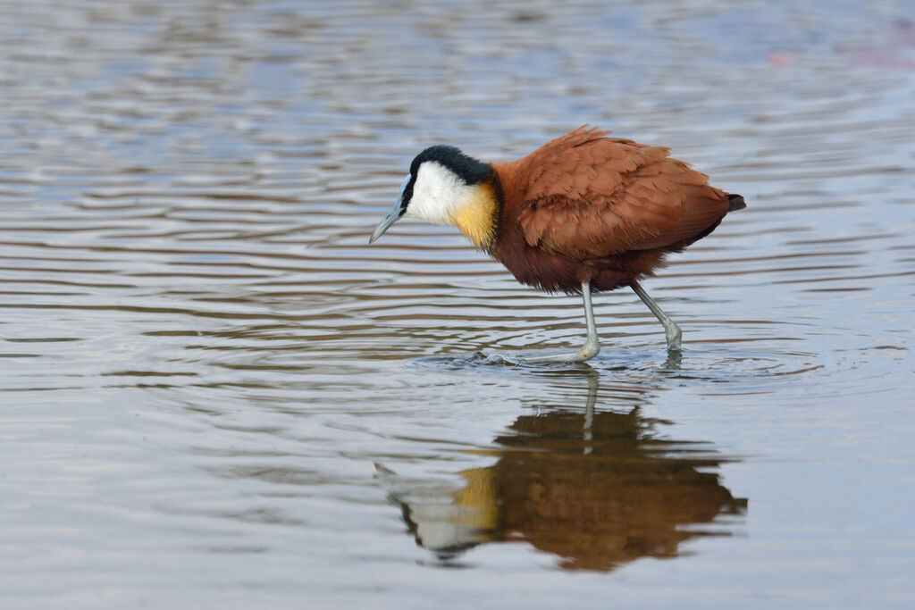 African Jacanaadult