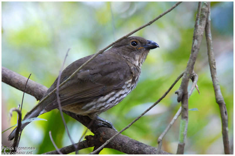 Tooth-billed Bowerbirdadult, identification