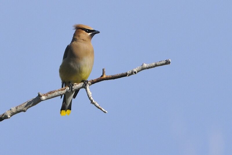 Cedar Waxwingadult