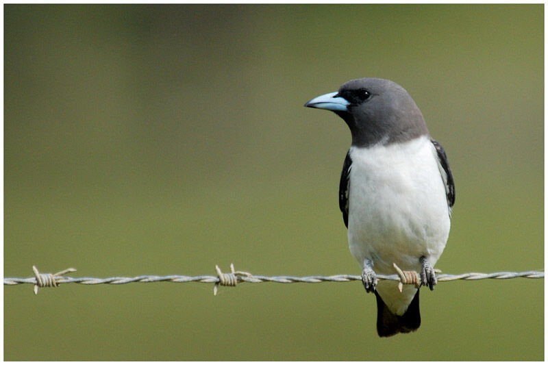 White-breasted Woodswallowadult