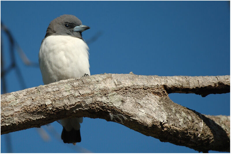 White-breasted Woodswallowadult