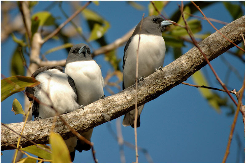 White-breasted Woodswallow