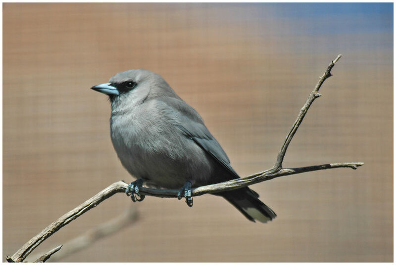 Black-faced Woodswallow