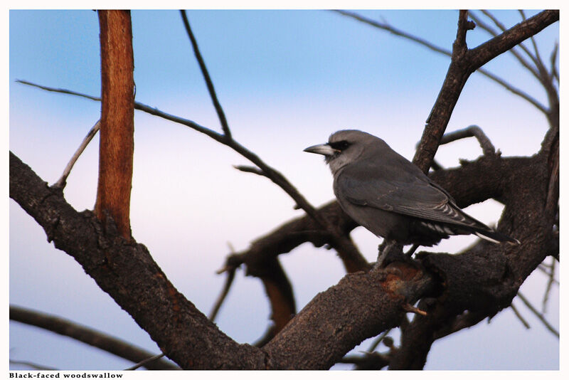 Langrayen gris