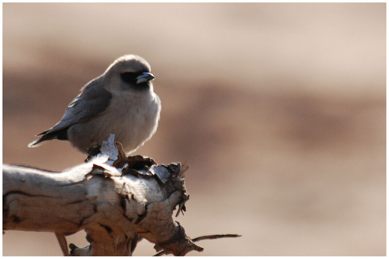 Black-faced Woodswallowadult