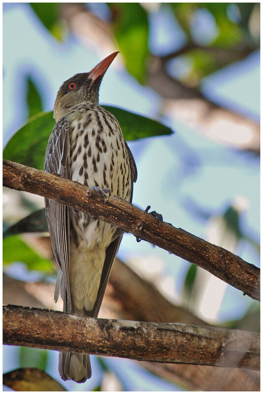 Olive-backed Orioleadult