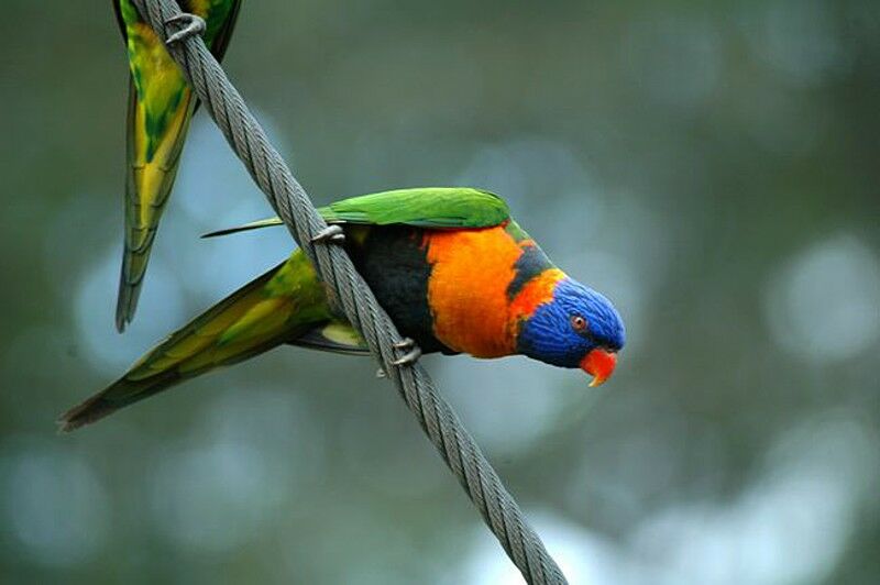 Red-collared Lorikeetadult