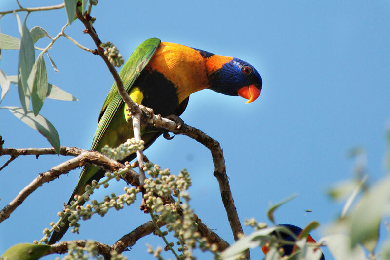 Red-collared Lorikeetadult