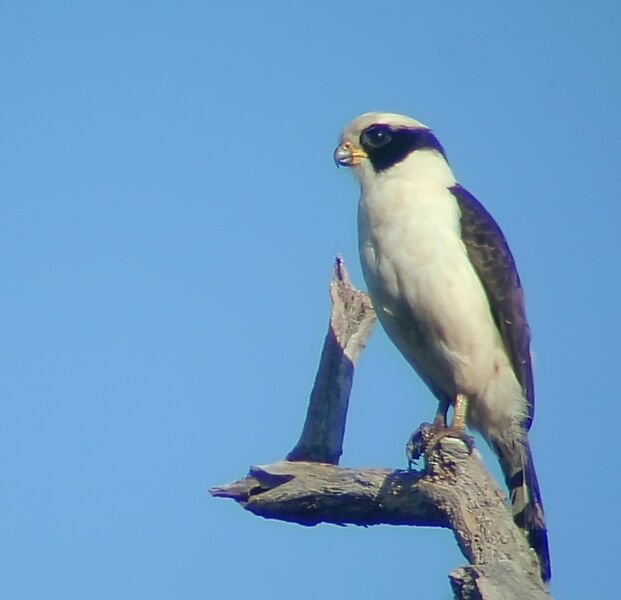 Laughing Falcon