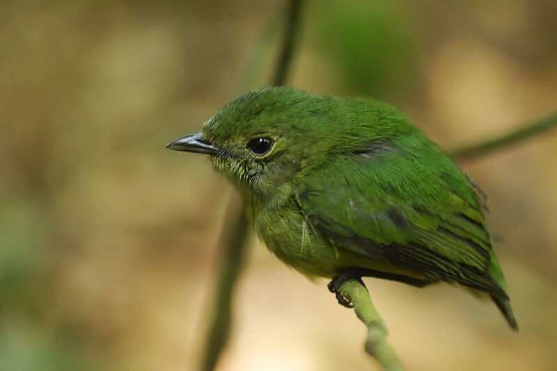 White-fronted Manakin female adult