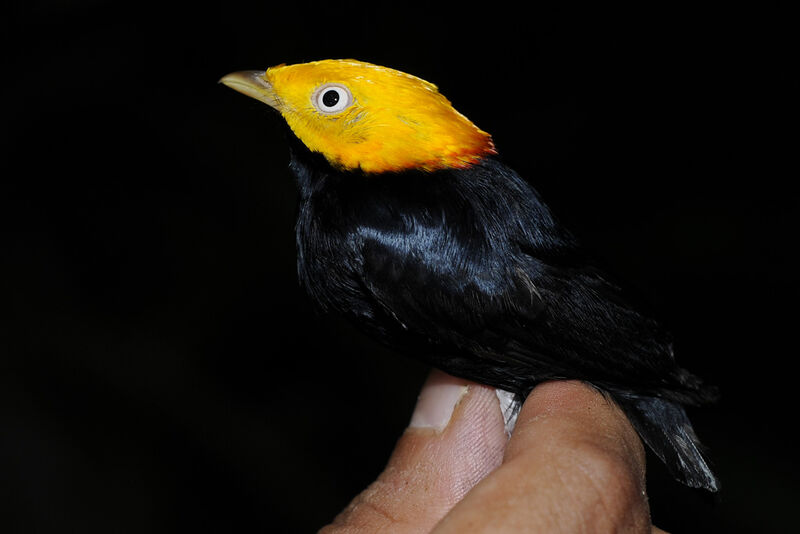 Manakin à tête d'or mâle adulte