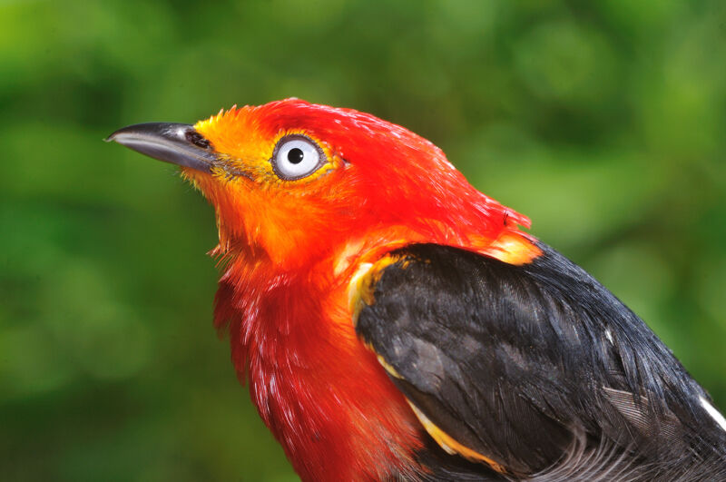 Crimson-hooded Manakin male adult