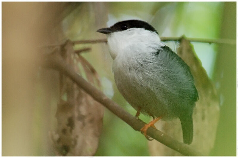 White-bearded Manakin male adult