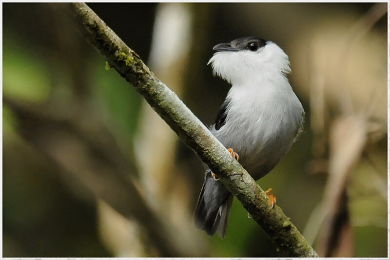 White-bearded Manakin male adult breeding