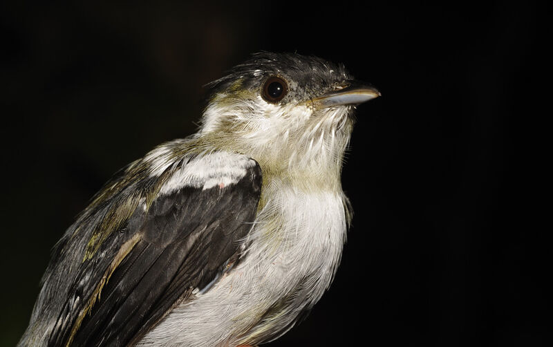 White-bearded Manakin male subadult