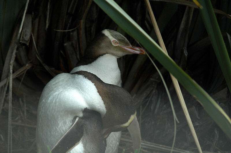 Yellow-eyed Penguin