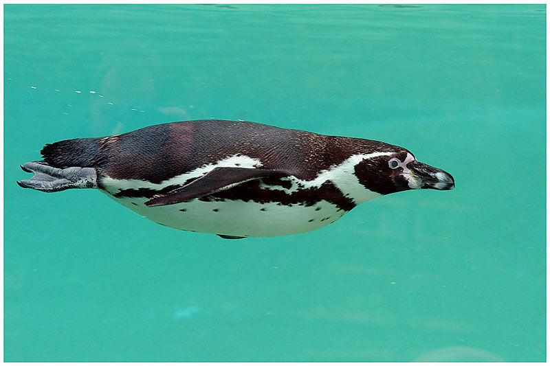 Humboldt Penguinadult