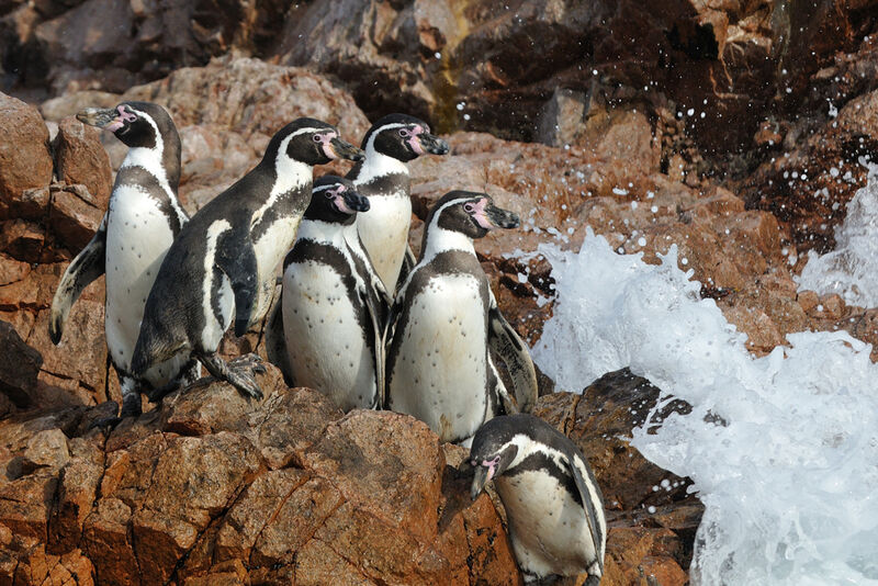 Humboldt Penguinadult