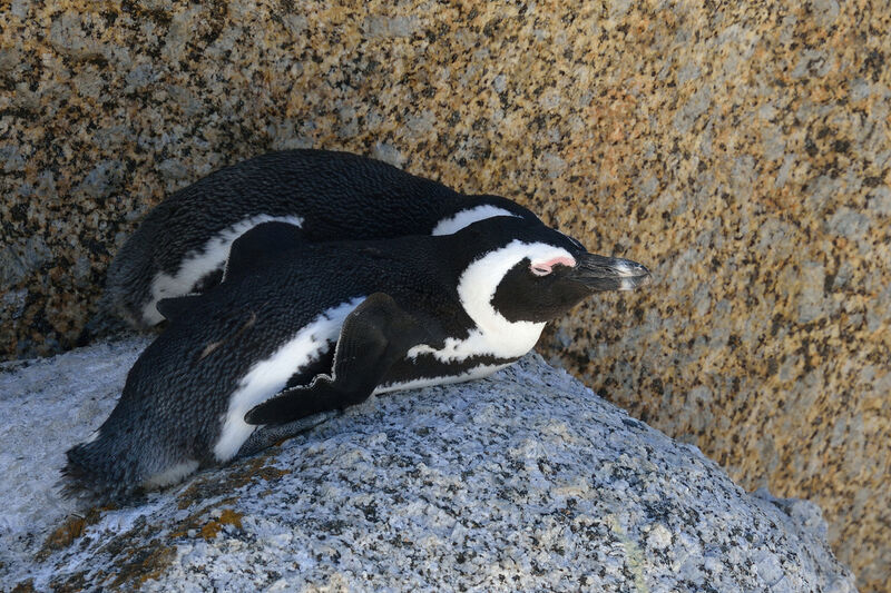 African Penguin