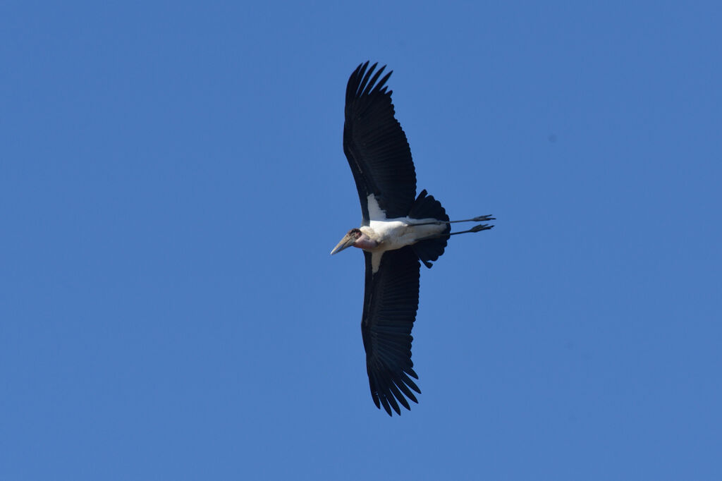 Marabou Storkadult, Flight