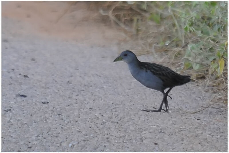 Ash-throated Crakeadult