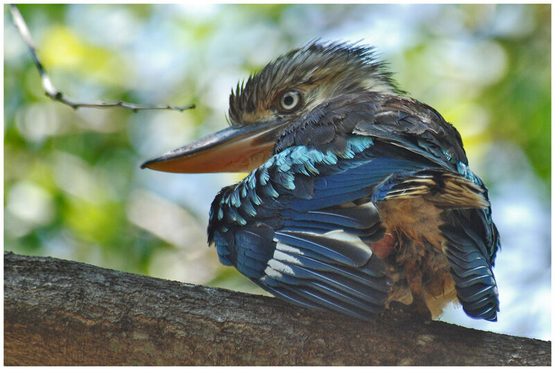 Martin-chasseur à ailes bleuesadulte