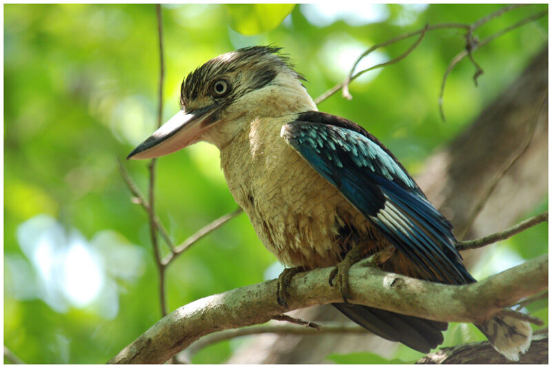 Martin-chasseur à ailes bleues