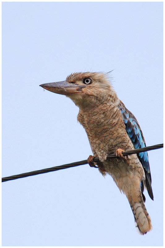 Martin-chasseur à ailes bleuesadulte