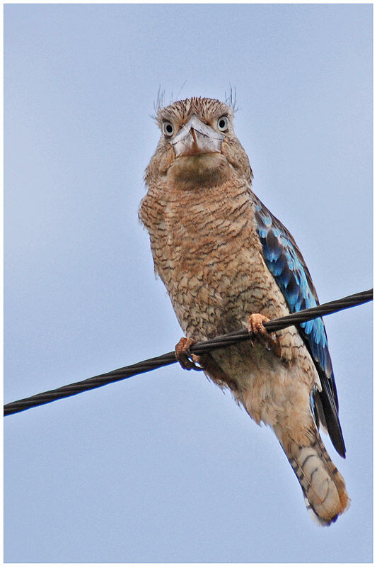 Martin-chasseur à ailes bleuesadulte