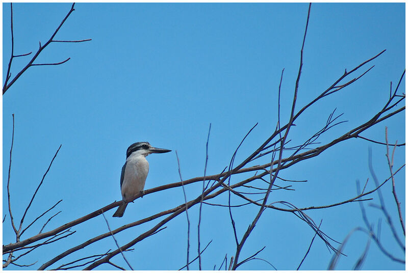 Red-backed Kingfisher