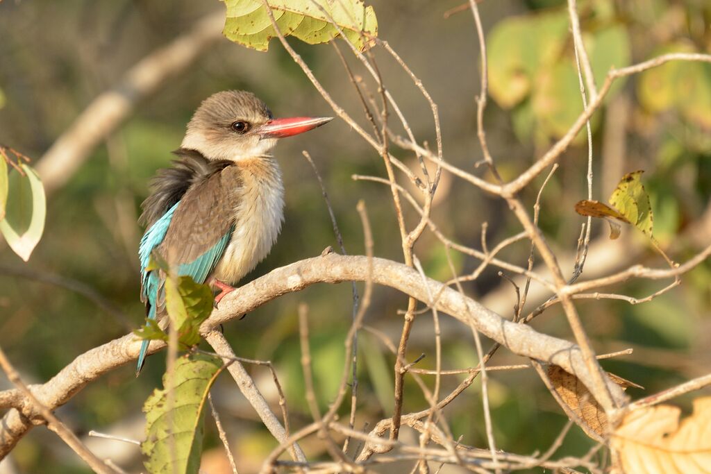 Brown-hooded Kingfisher female adult