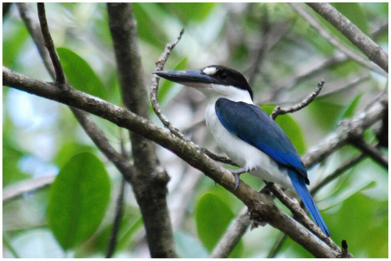 Torresian Kingfisher