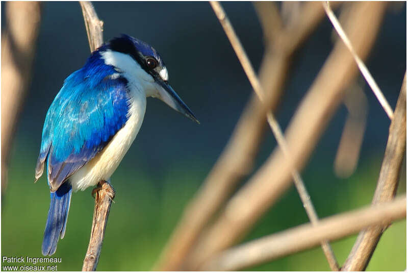 Forest Kingfisheradult