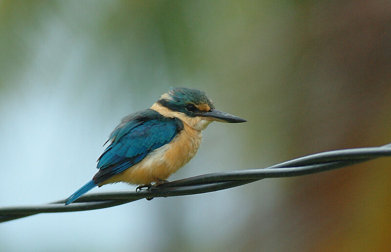 Sacred Kingfisher