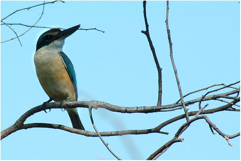 Sacred Kingfisheradult