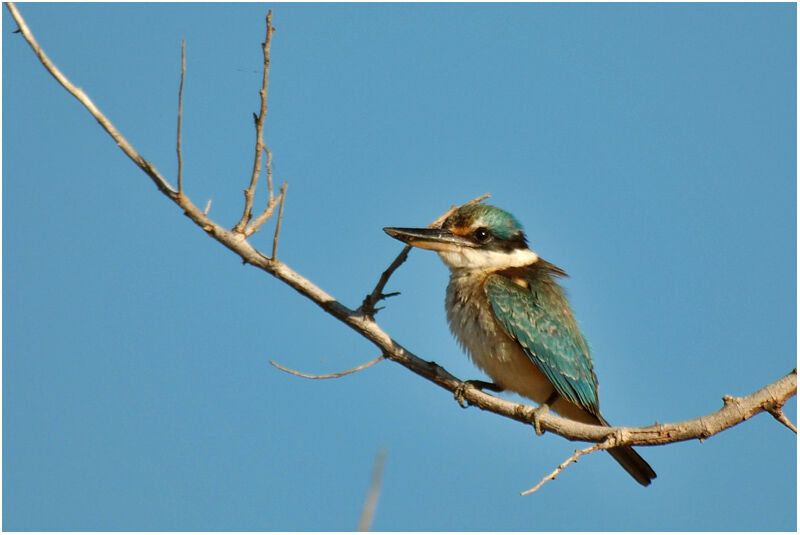 Sacred Kingfisherimmature