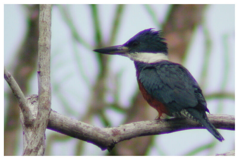 Ringed Kingfisheradult