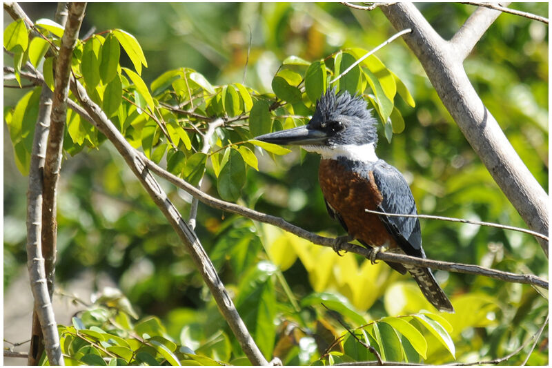 Ringed Kingfisher female adult