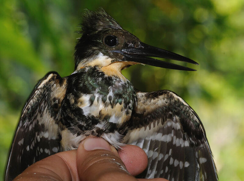 Green Kingfisher female adult