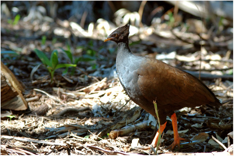 Orange-footed Scrubfowladult