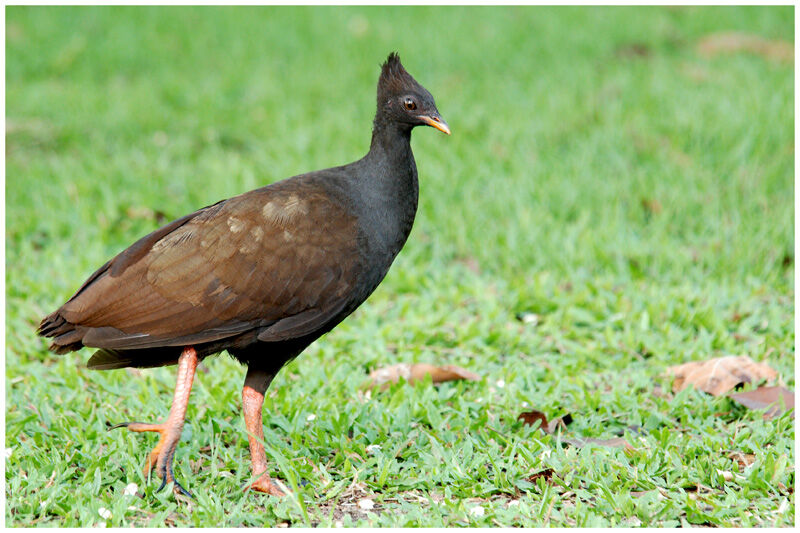 Orange-footed Scrubfowladult