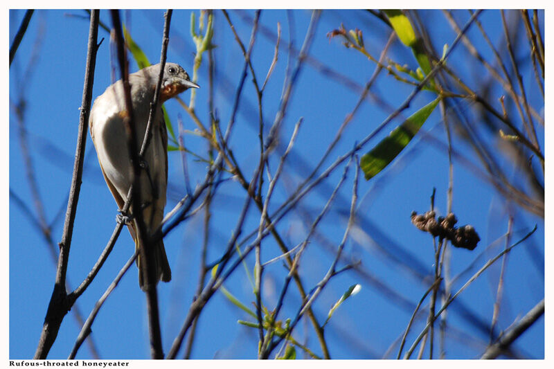 Rufous-throated Honeyeateradult