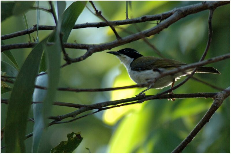 White-throated Honeyeateradult