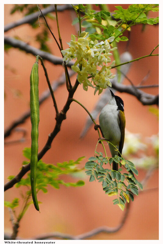 White-throated Honeyeateradult