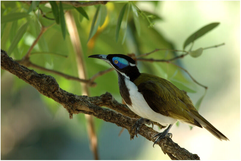 Blue-faced Honeyeateradult