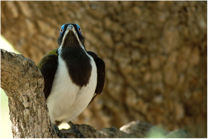 Blue-faced Honeyeateradult