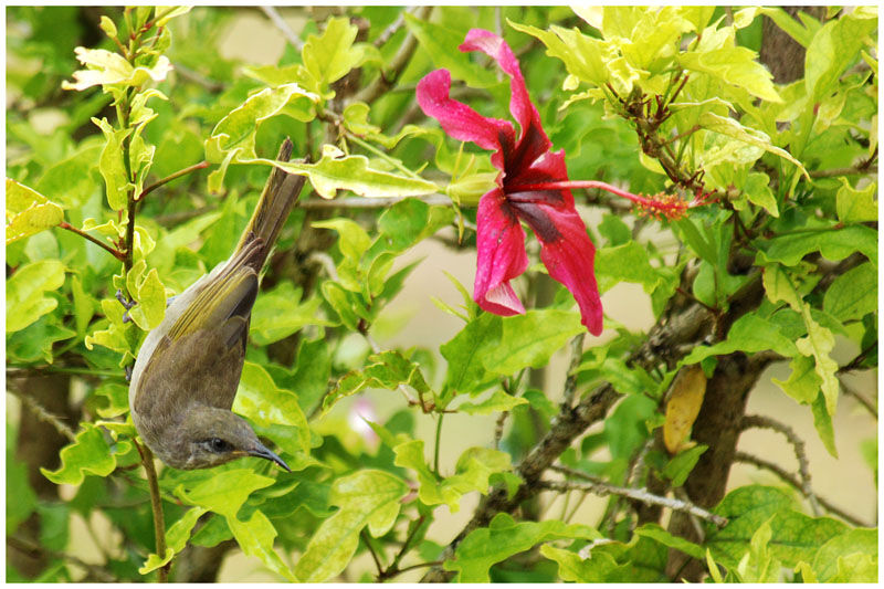 Grey-eared Honeyeateradult